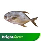 brightfarms Pompano Cleaned 450g (Frozen)