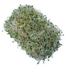 Dizon Farms Alfalfa Sprouts 50g