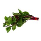 Fresh Produce Alugbati 100g
