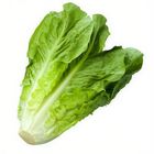 Tlf Lettuce Romaine - 198621