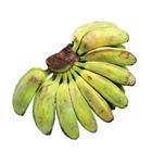 Tlf Farms Banana Saba (198528)
