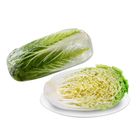Dizon Farms Pechay Baguio 1 Piece