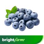 Frozen Blueberries 500G