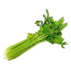 Global Fresh Celery (127978)