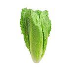 Qv Lettuce Romaine - 1595
