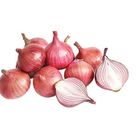 Qv Red Onion - 1404 0.25kg