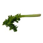 Qv Celery - 2466 0.25kg