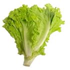 Global Fresh Lettuce Green Ice - 127698