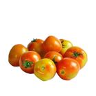 Slf Tomato Native - 303518