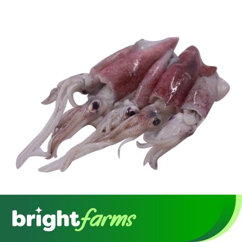 brightfarms Pusit Bisaya 500g (Frozen)