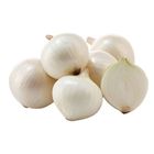 White Onion - 5578