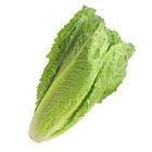 Global Fresh Lettuce Romaine - 127201