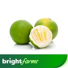 brightfarms Orange Shakri Half Dozen