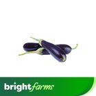 brightfarms Brinjal Long -Lambi Baingan (Pakistan) 500g
