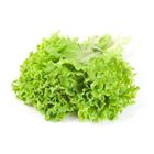 Lettuce Bunch 1 pc - 236711