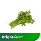 (Consume by Today) brightfarms Coriander (Dhaniya) 1 Bunch