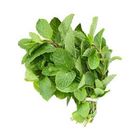 Fresh Mint Bunch 1 pc - 236709