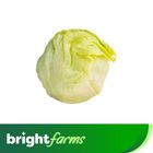 brightfarms Iceberg Lettuce (Pakistan) 250g