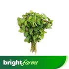 (Consume by Today) brightfarms Mint Leaves (Podina) 1 Bunch