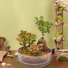 Ferns N Petals House Warming Plants in Glass Dish 1 Unit - EXP13169
