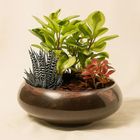 Ferns N Petals Fittonia with Peperomia Haworthia in Platter Planter 1 Unit - EXP10373