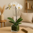 Ferns N Petals White Orchid Plant in Glass Vase 1 Unit - EXP249