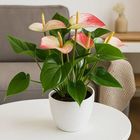Ferns N Petals Flowering Anthurium Plant in White Round Pot 1 Unit - EXP7749