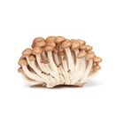 Brown Shimeji Mushroom 1 Unit