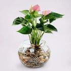 Ferns N Petals Beautiful Pink Anthurium Plant in Glass Bowl 1 Unit - EXP17435