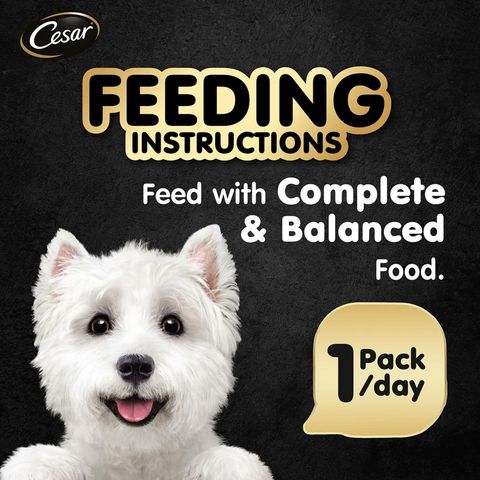 Cesar Salmon with Potato and Carrot Wet Dog Food 100g
