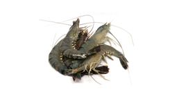 Frozen Thawed Tiger Prawn Extra Large
