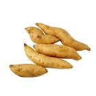 Honey Sweet Potato 1 Unit