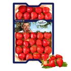 Sanlucar Premium Strawberry Germany 800g