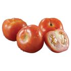 Malaysia Tomato