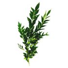 Farm Fresh Curry Leaf Malaysia 50g