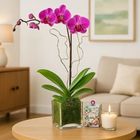 Ferns N Petals Sweet Purple Orchid Plant in Glass Vase 1 Unit - EXP8177