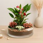 Ferns N Petals 3 Fittonia 1 Anthurium Plant in Platter Shape Planter 1 Unit - EXP10376