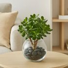 Ferns N Petals Jade Plant in Glass Bowl 1 Unit - EXP11102
