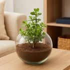 Ferns N Petals Jade Plant in Round Vase 1 Unit - EXP5004