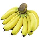 Malaysia Pisang Berangan Banana 1.2 - 1.5 kg