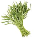履歷空心菜(每包約 250g±10%) 1 袋 @22#4719853588226
