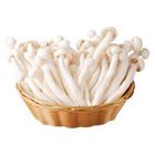 有機白精靈 200g/袋 @22#4713331921819
