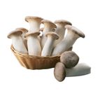 有機杏鮑菇(小) 500g @22#4713331922069