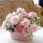 粉嫩溫馨(  母親節盆花) 1 入