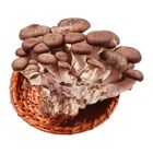 有機黑美人菇 150g/盒 @22#4713331922038