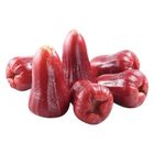 履歷子彈蓮霧(盒)-PDC 500g @22#2422177056013