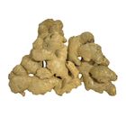 老薑-常溫 600-700g