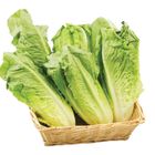 美國蘿美生菜/包-PDC 180g @22#2422003348015