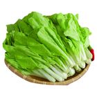 善美的有機小白菜 約 250g