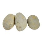 馬鈴薯-常溫 600-700g